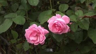 赤瀬尚子 最初で最高のアナル解禁！！ もう私、アナル以外愛せない…。 （ブルーレイディスク）