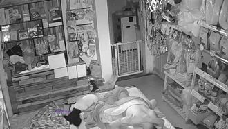 In October, a newly cracked home webcam secretly filmed a couple in a pet supplies store having sex on the floor with several puppies playing nearby.