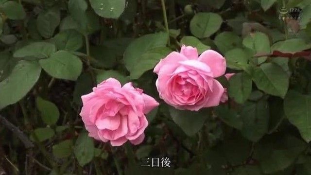 赤瀬尚子 最初で最高のアナル解禁！！ もう私、アナル以外愛せない…。 （ブルーレイディスク）