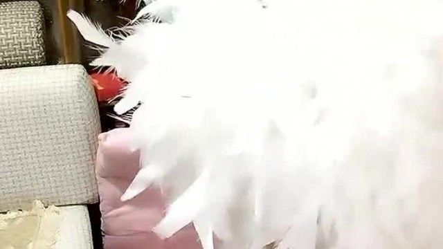 댄서를 강요했지만 그녀가 좋아하는 것을 거부하는 음란 한 뚱보 오빠의 이야기를 휴대폰으로 생방송 놓치지 마세요.