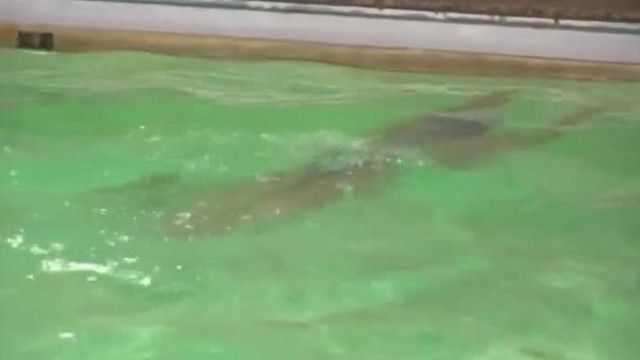 金メダル連取の超逸材！世界大会第1位の本物競泳選手AV Debut 芝崎かんな