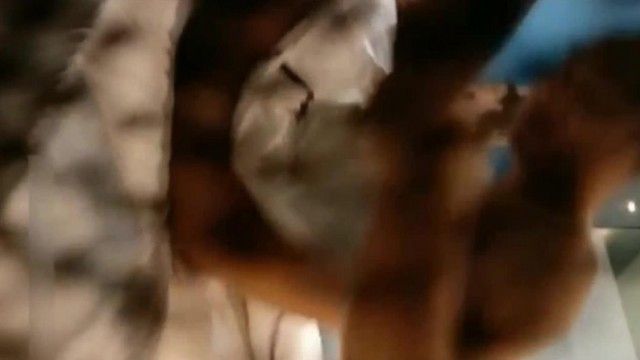 嫖妓达人九公子夜总会KTV包房私钟个长发苗条坐台小姐到情趣酒店开房
